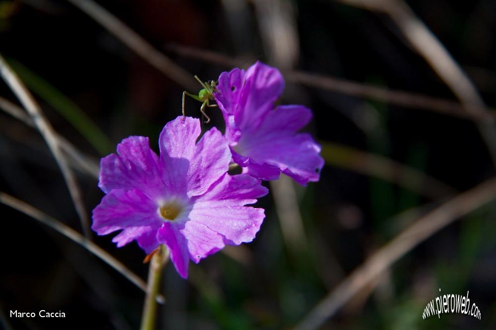 07_primula glaucescens.jpg